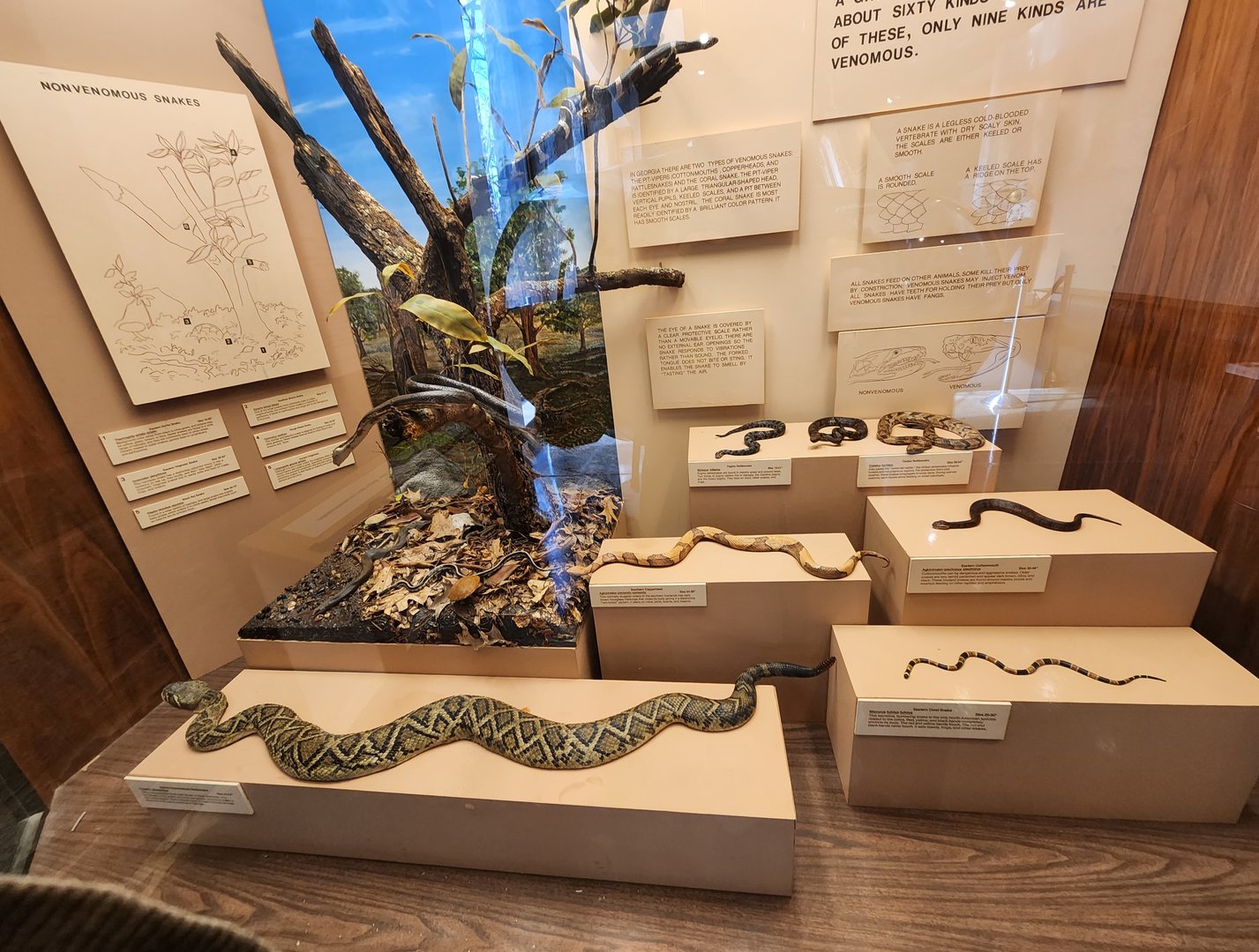 Fernbank Science Center - Snakes of Atlanta