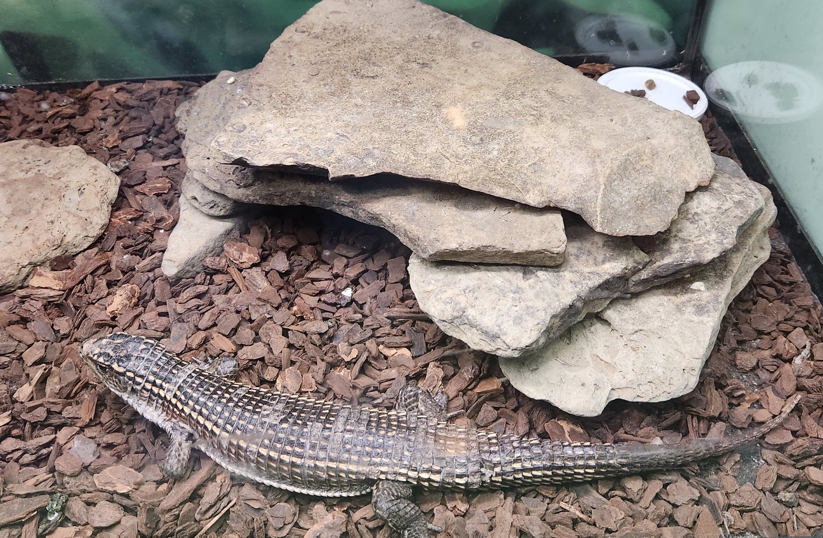 Fernbank Science Center - Sudan Giant Plated Lizard