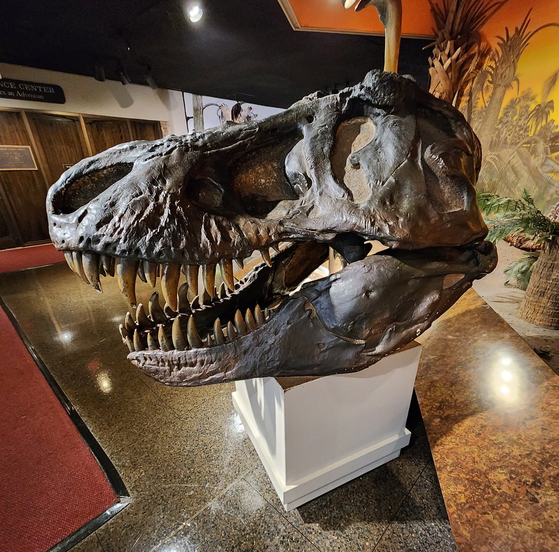 Fernbank Science Center - Theropod skull