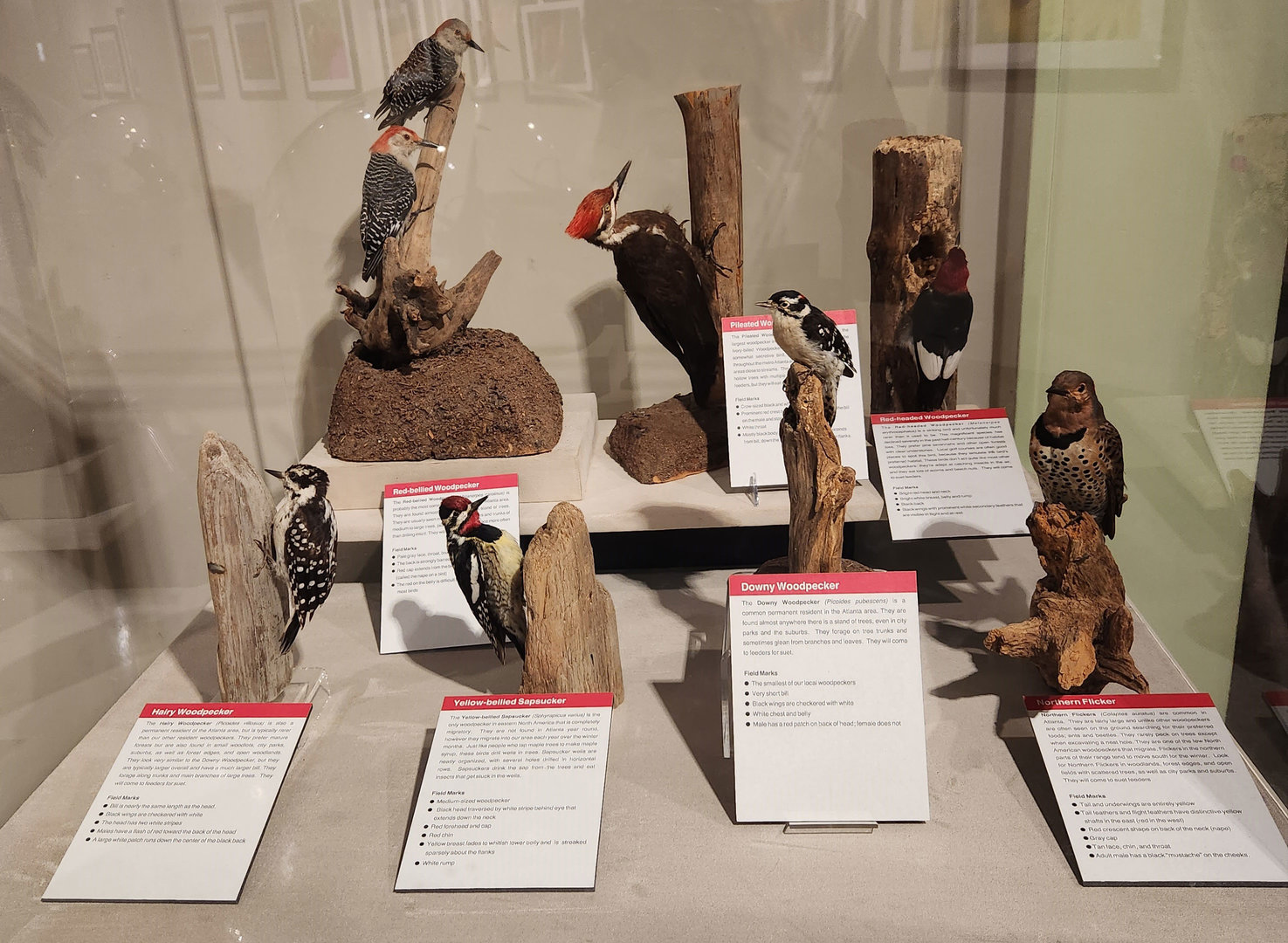 Fernbank Science Center - Woodpeckers of Georgia