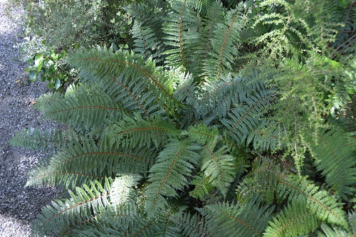Ferns