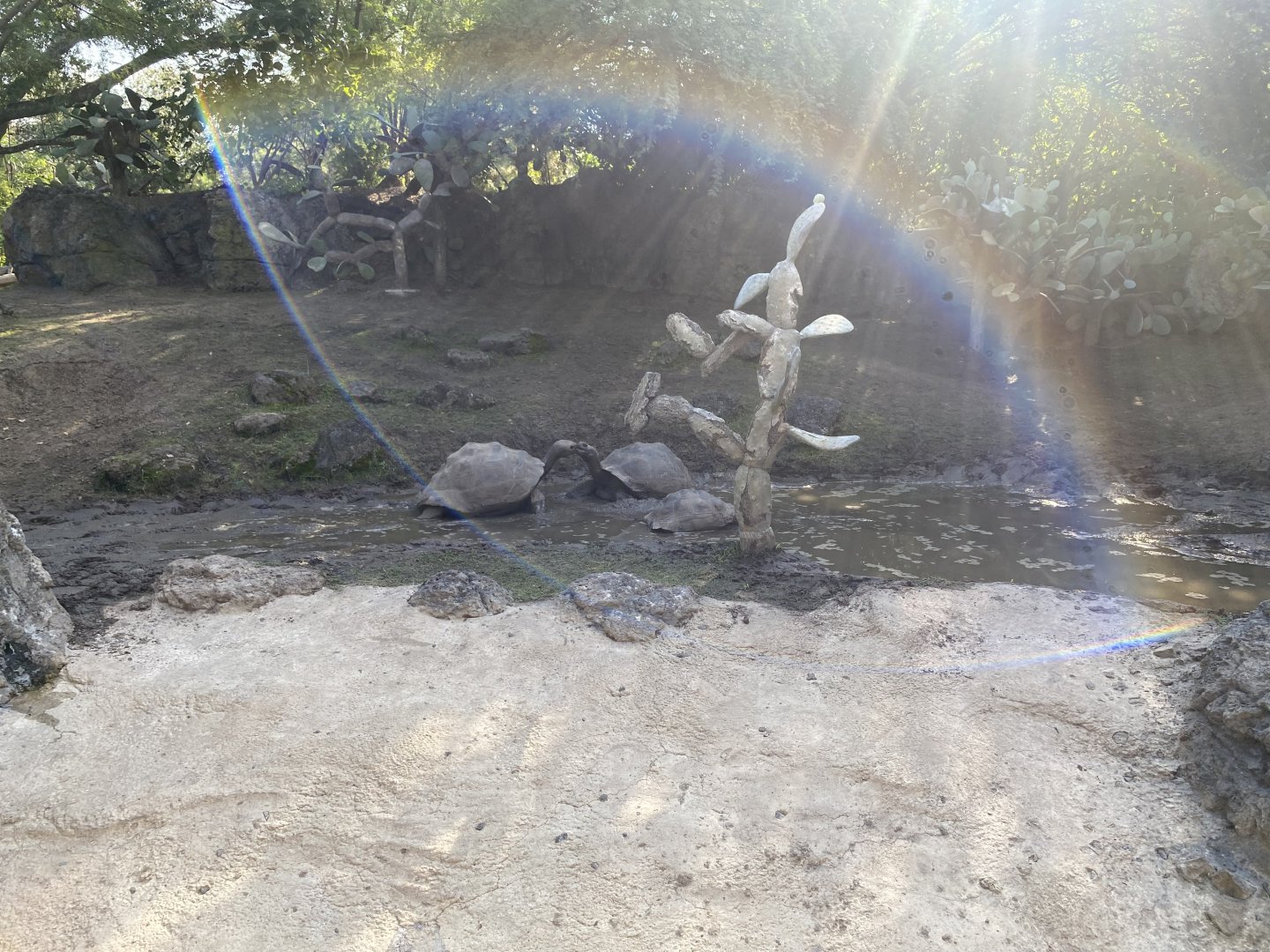 Ferocious Galapagos Tortoise Fight