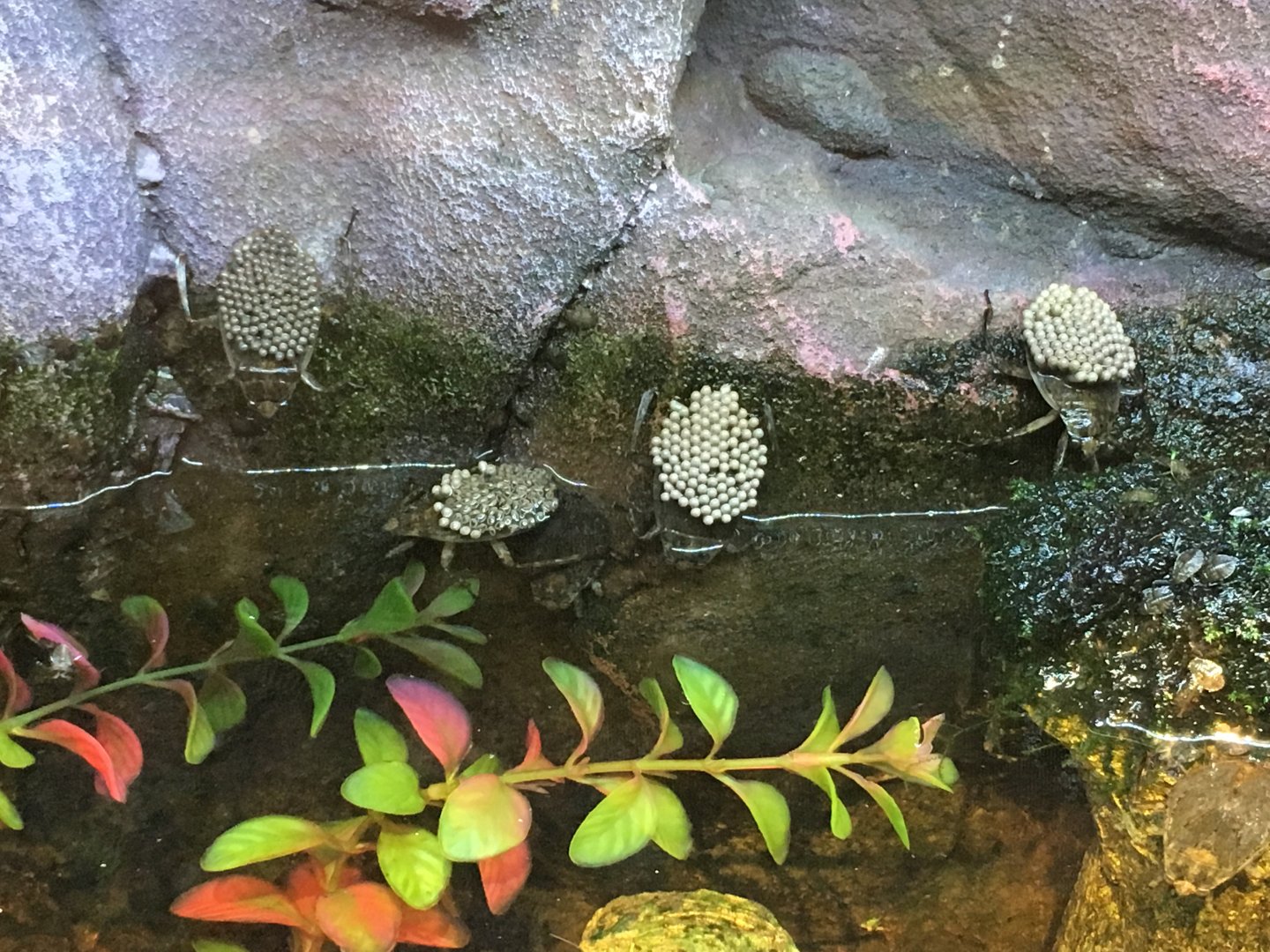 Ferocious Water Bugs