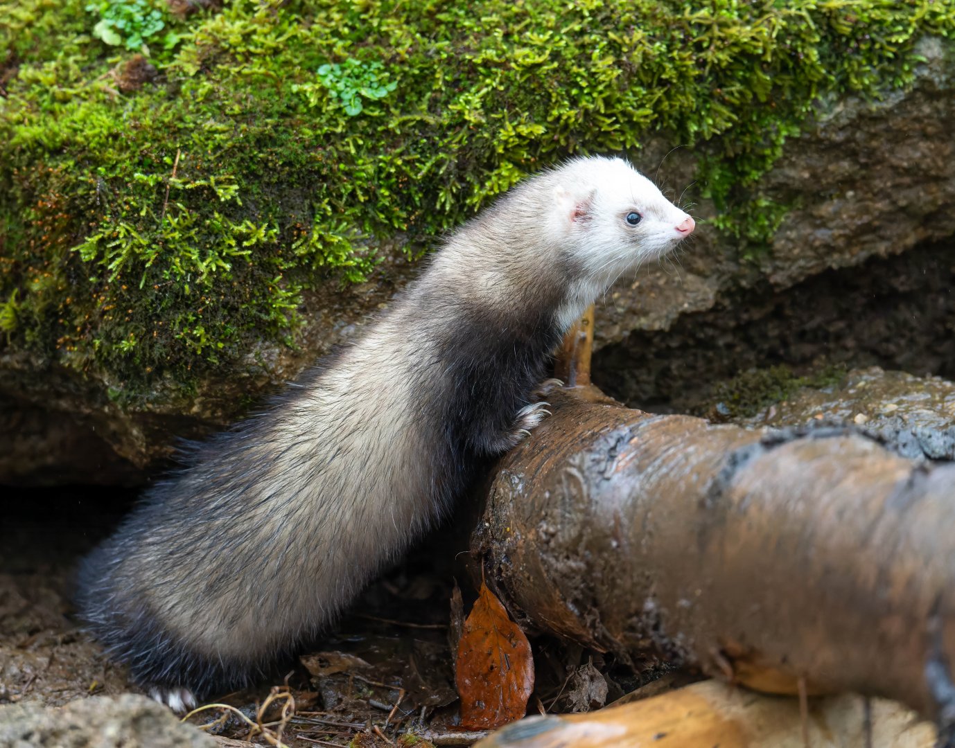 Ferret, Beale park, UK
