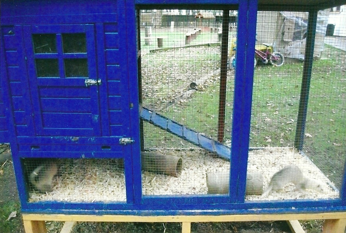 Ferret cage, 1st November 2013