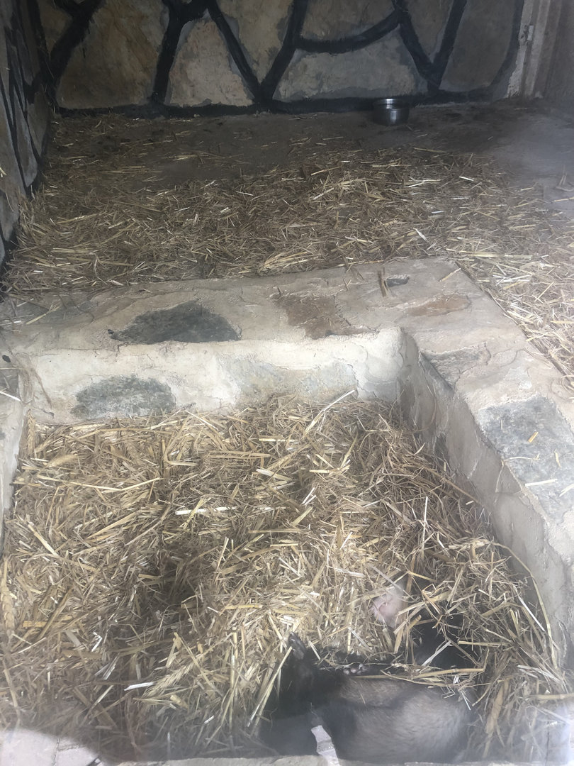 Ferret Enclosure at Park of Istanbul