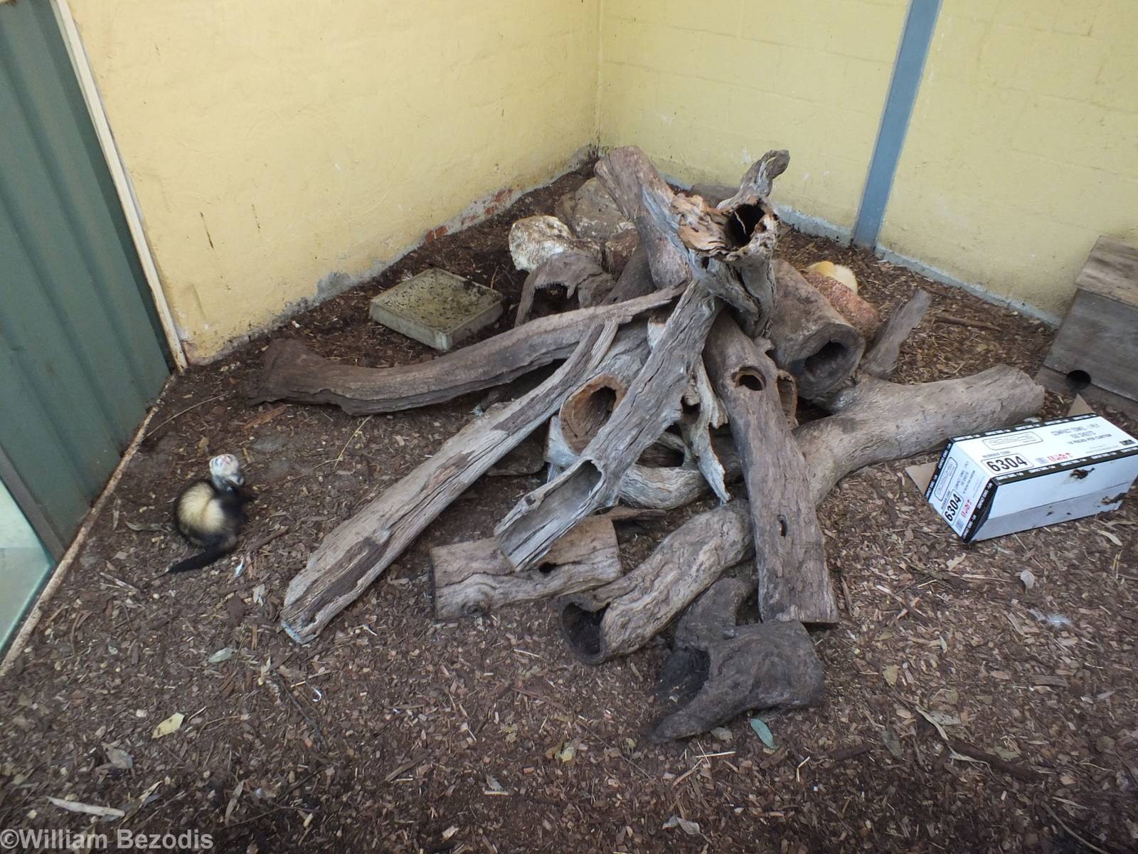 Ferret Enclosure