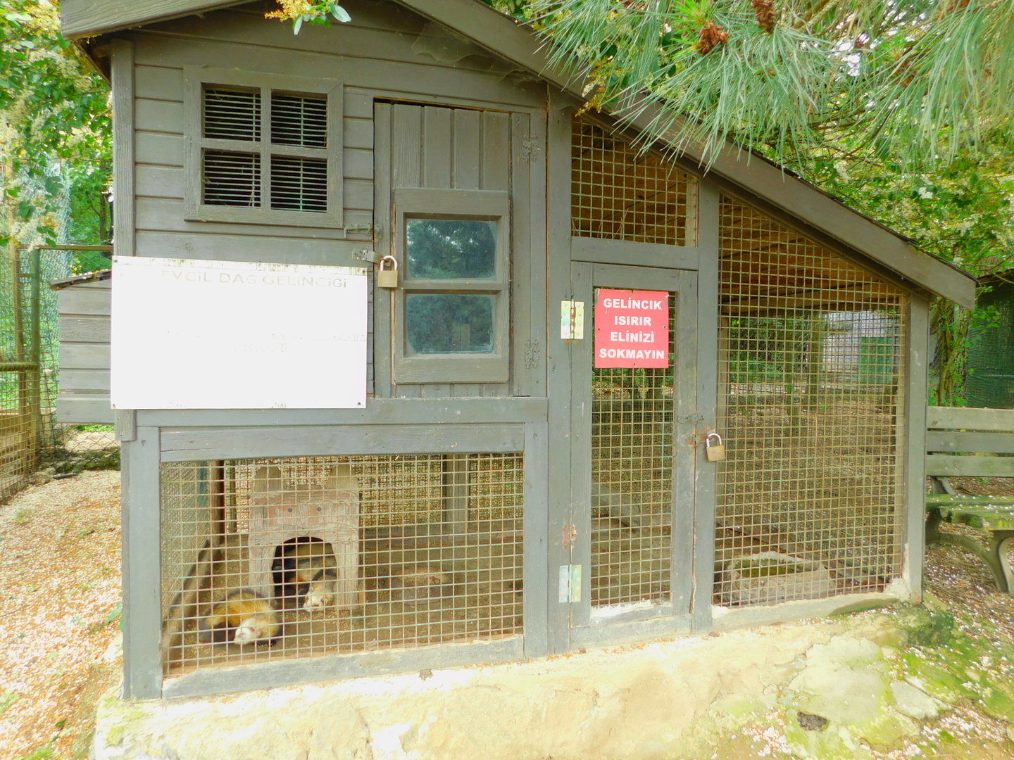 Ferret Enclosure