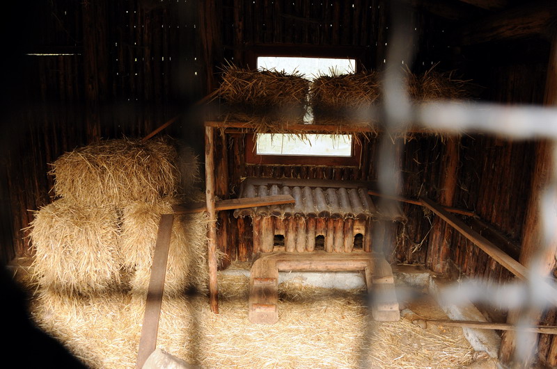 Ferret-exhibit at Rissen