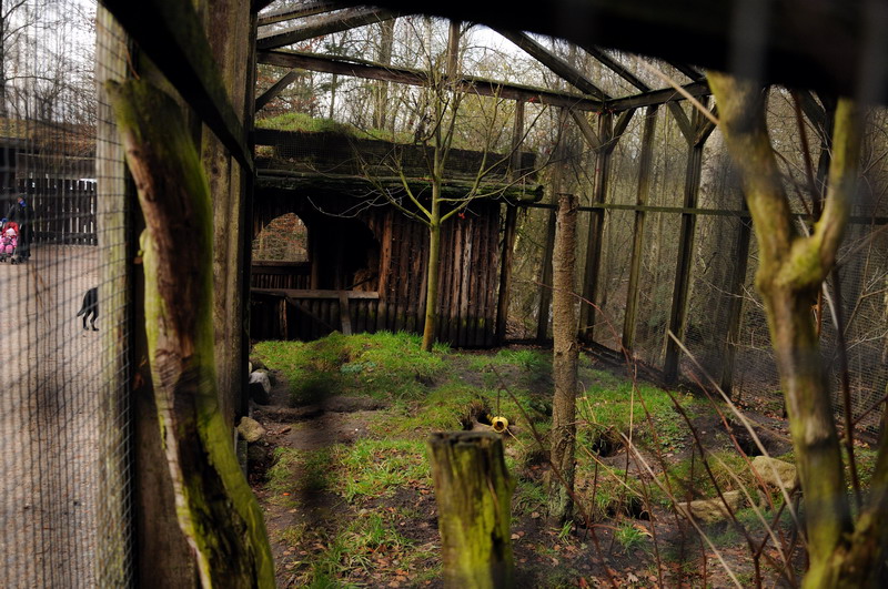 Ferret-exhibit at Rissen