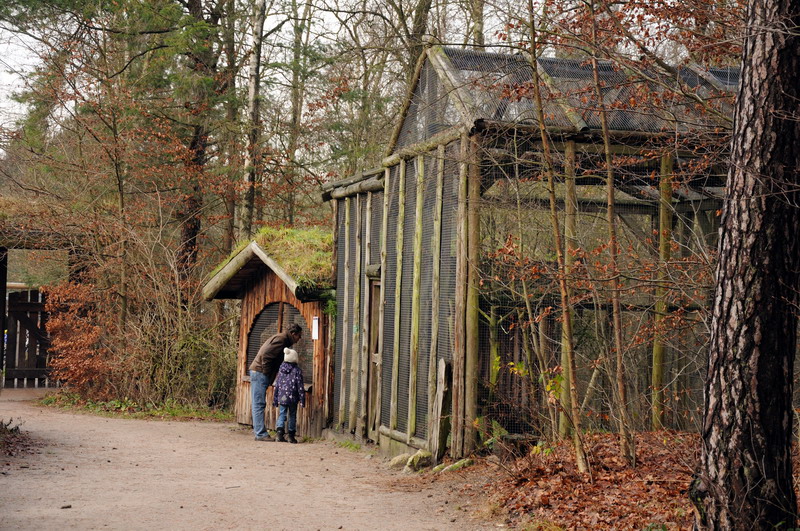 Ferret-exhibit at Rissen