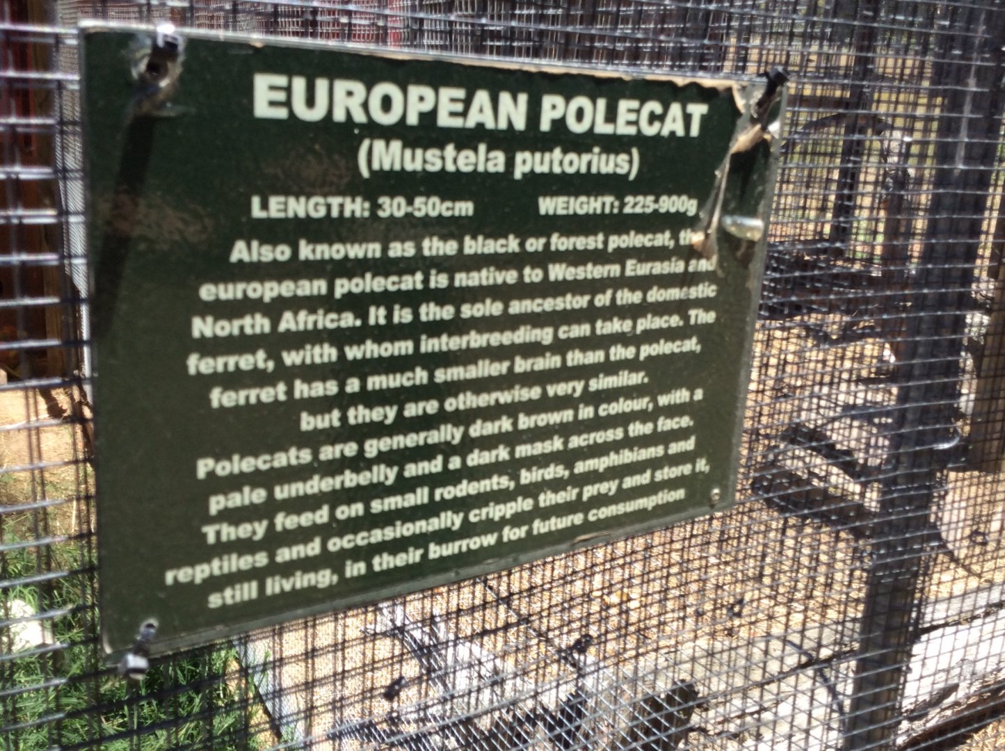 Ferret info - no animals seen :(