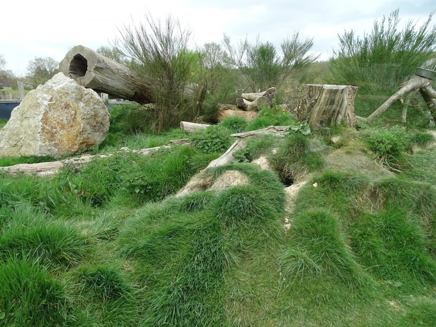 Ferret (Mustela furo) exhibit - Parc animalier d'Ecouves