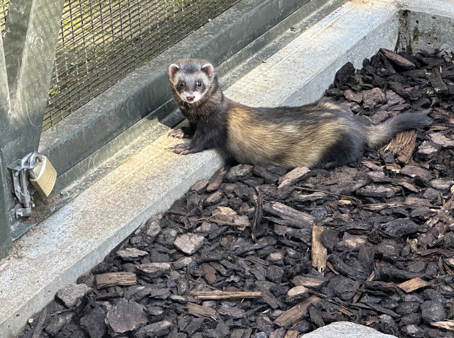 Ferret (Mustela furo)