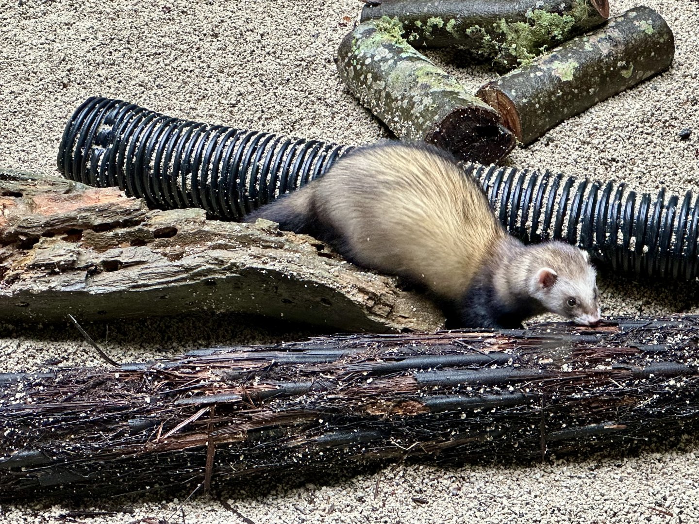 Ferret (Mustela furo)