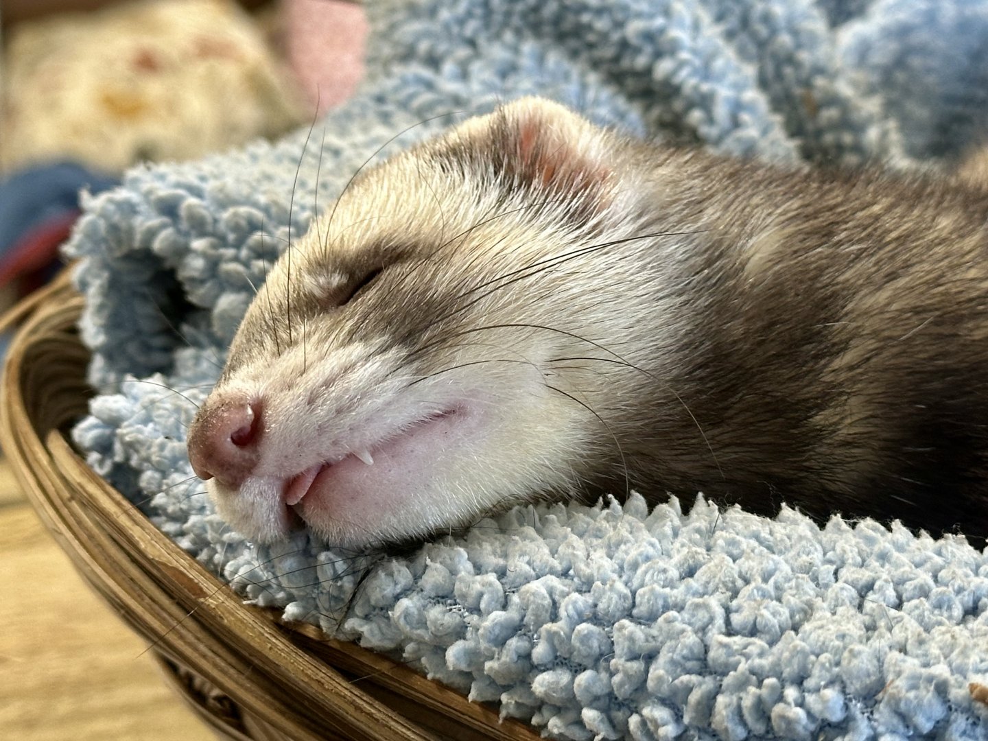 Ferret (Mustela furo)