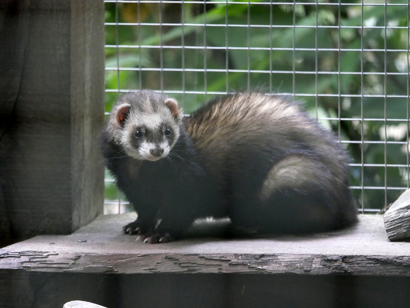 Ferret (Mustela putorius furo) - Legendia Parc
