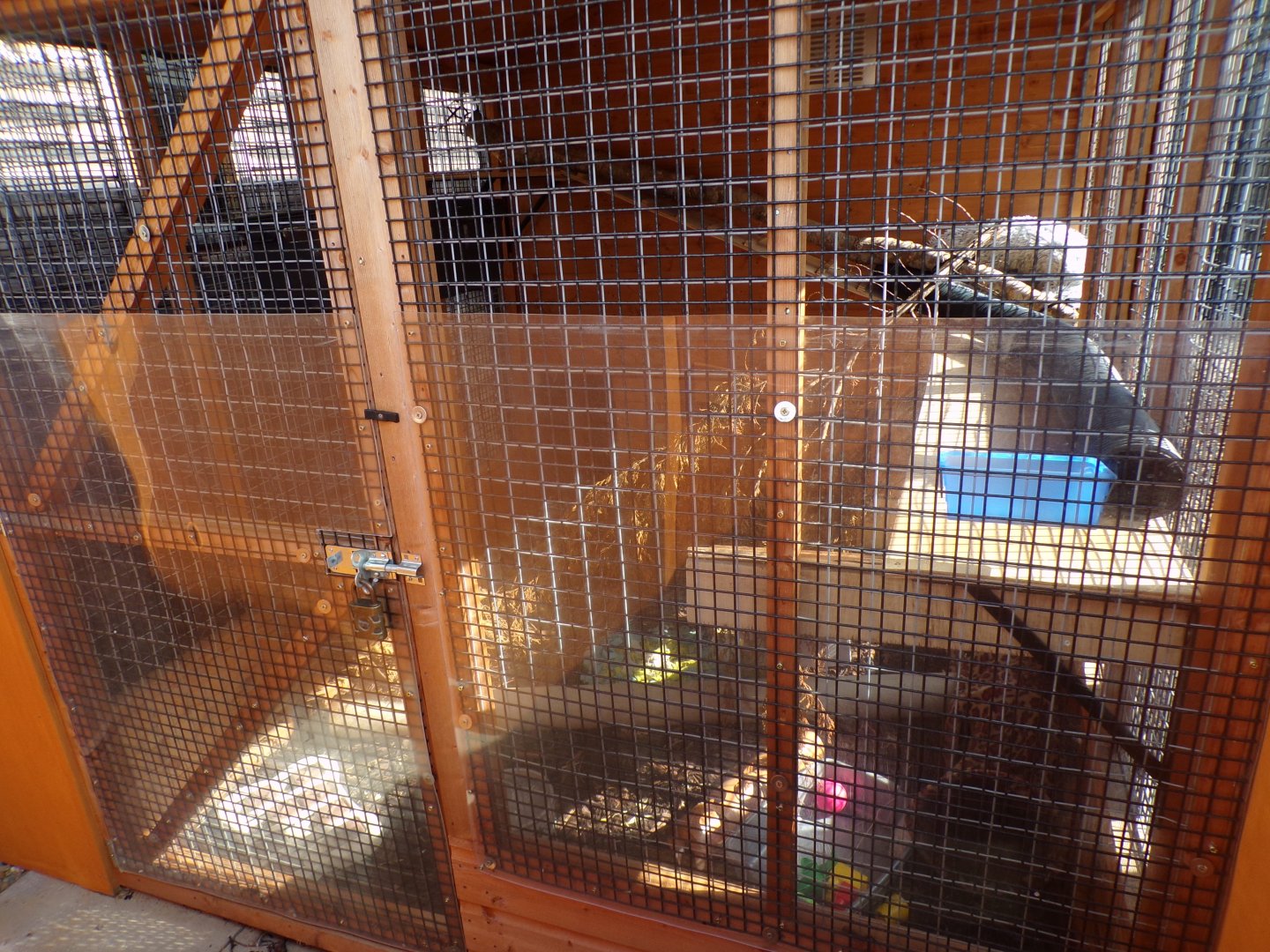 Ferret off-show cage 9.9.23