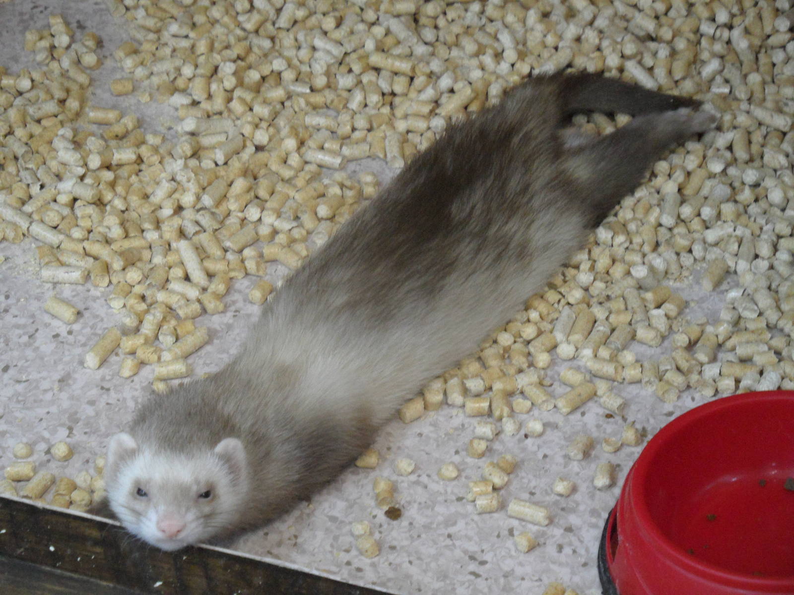 Ferret