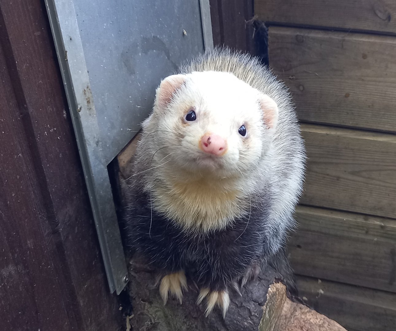 Ferret