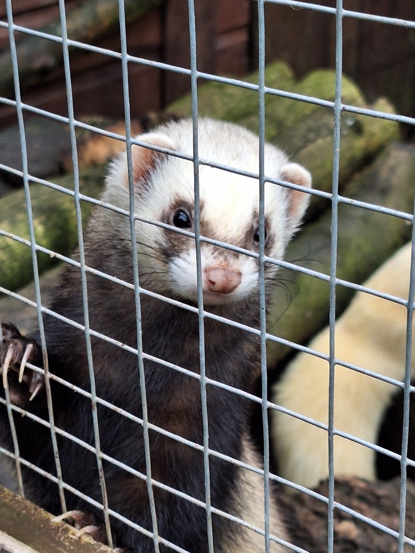 Ferret