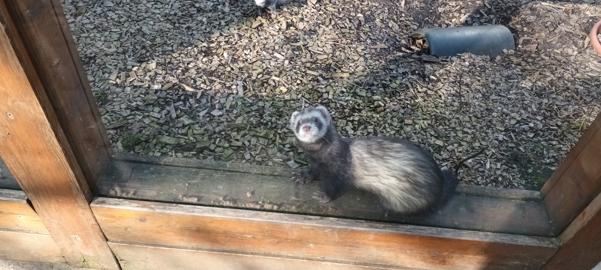 Ferret