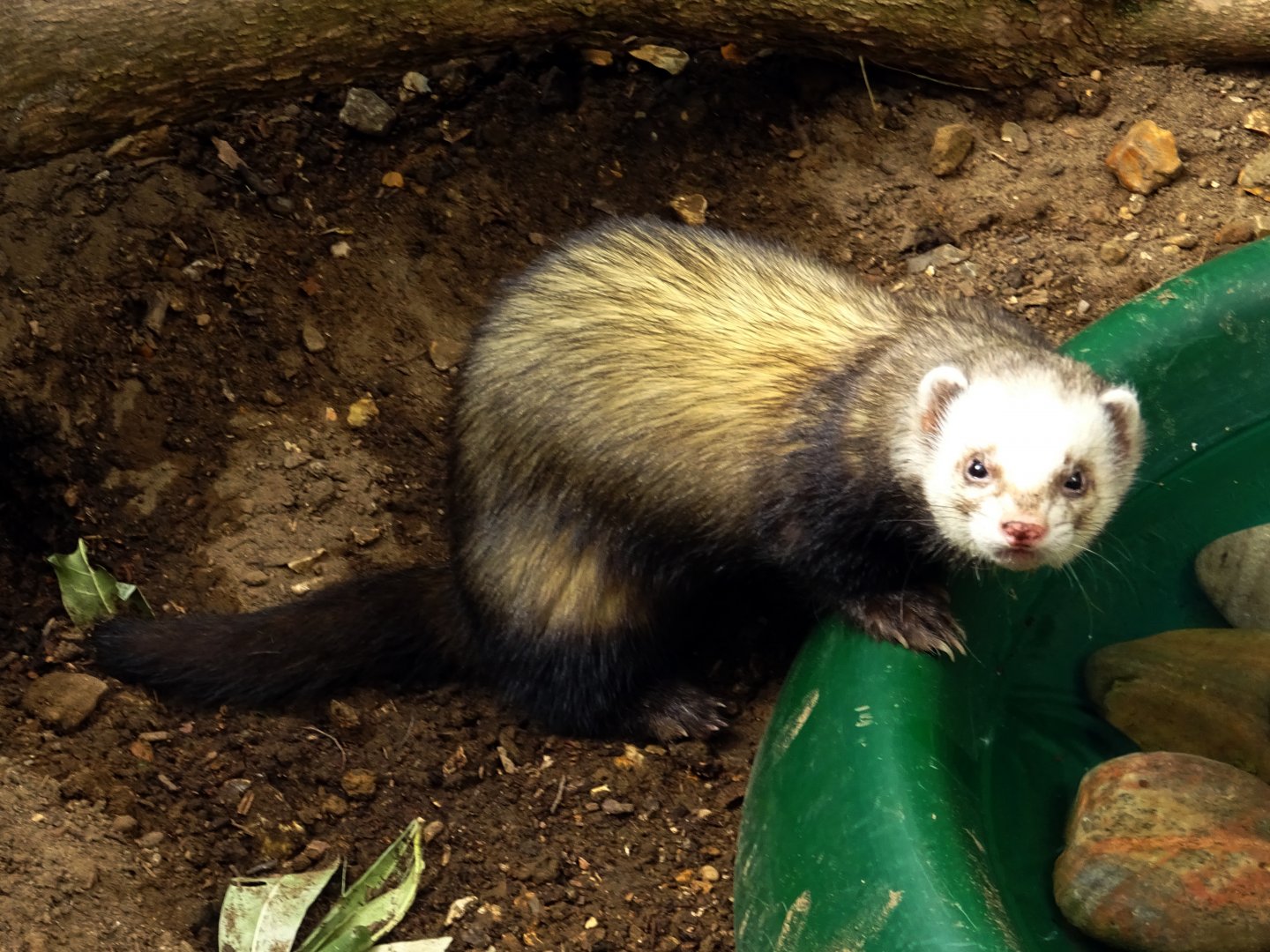 Ferret