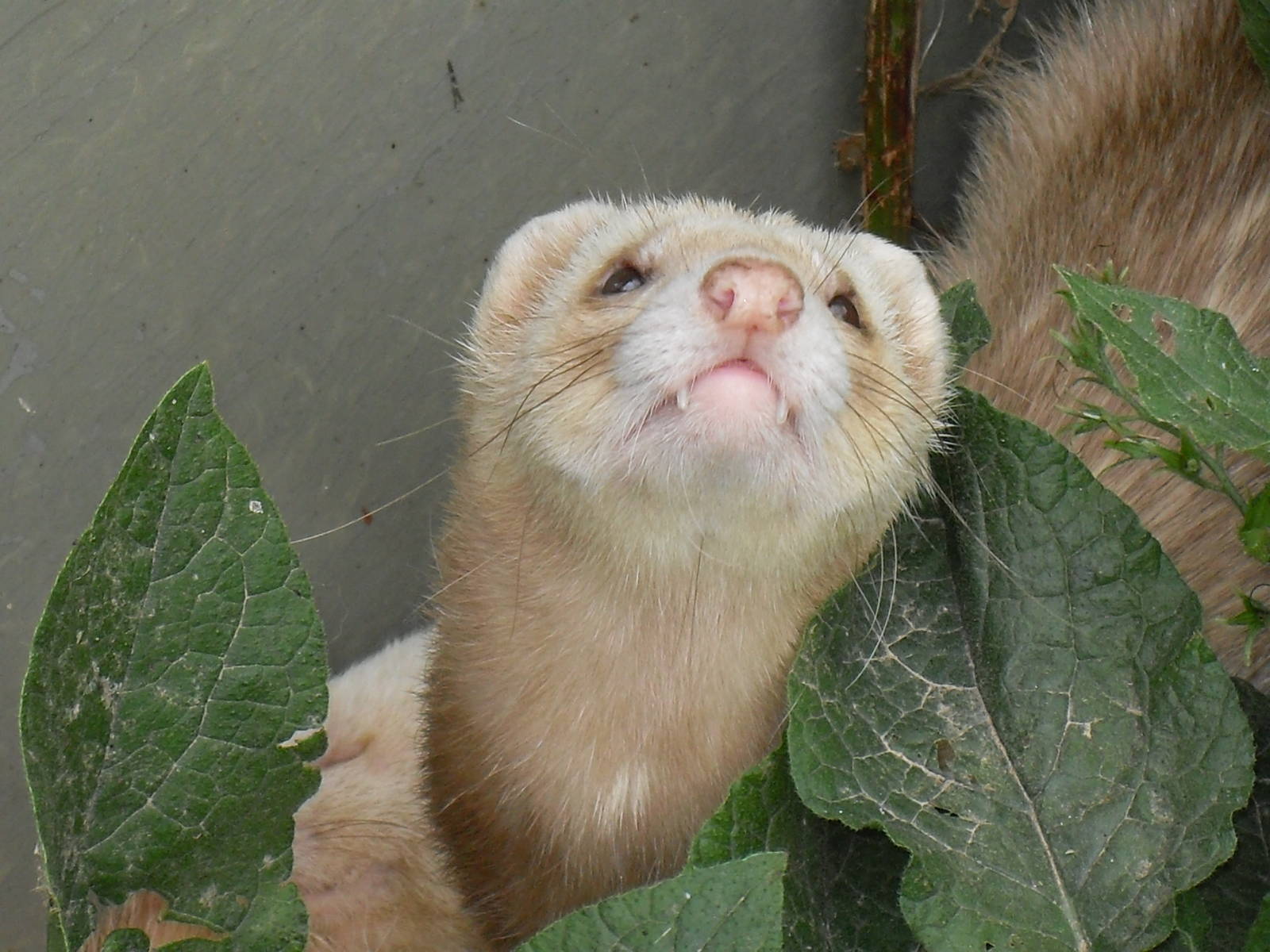 ferret1 07/10