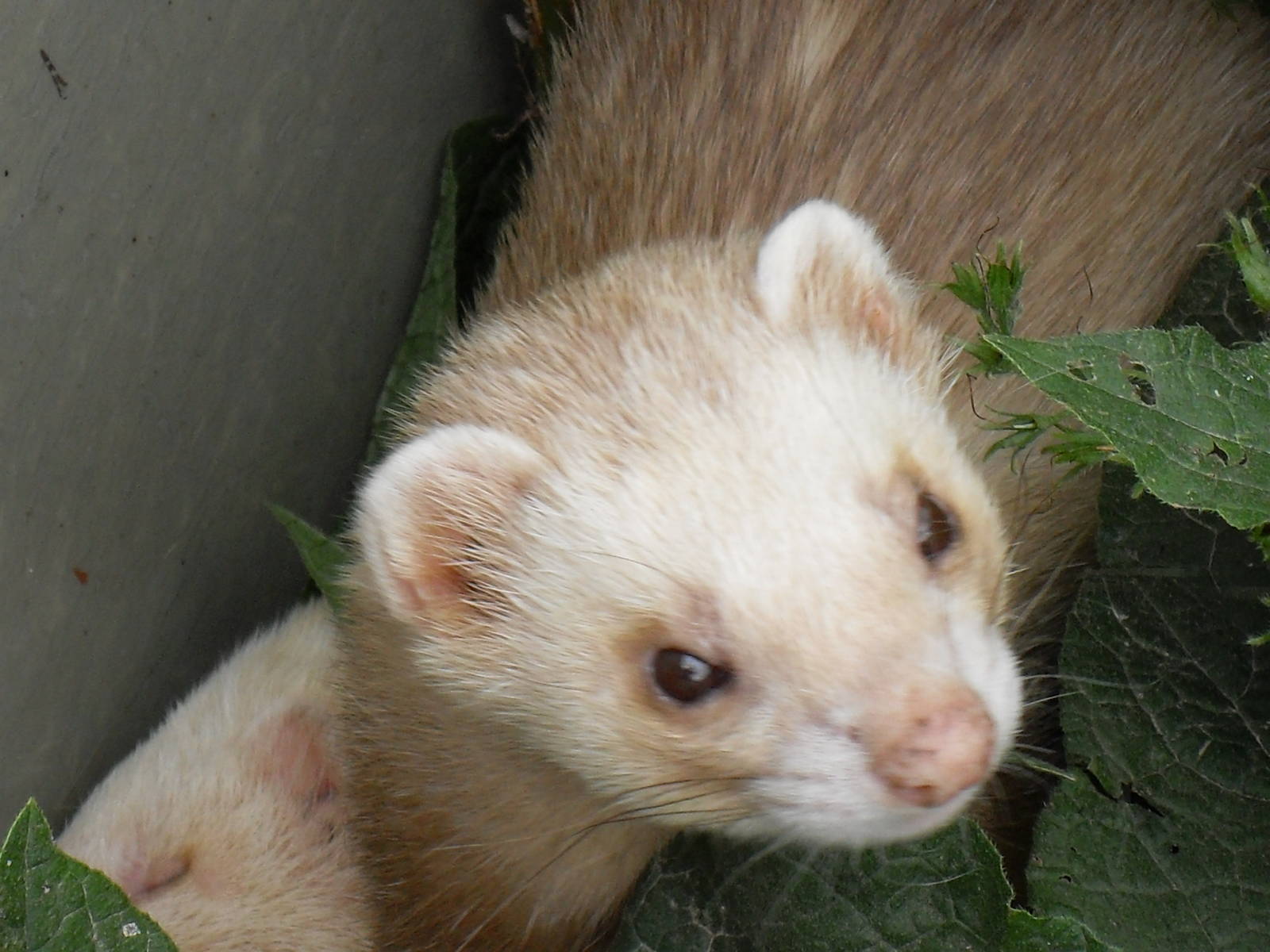 ferret2 07/10