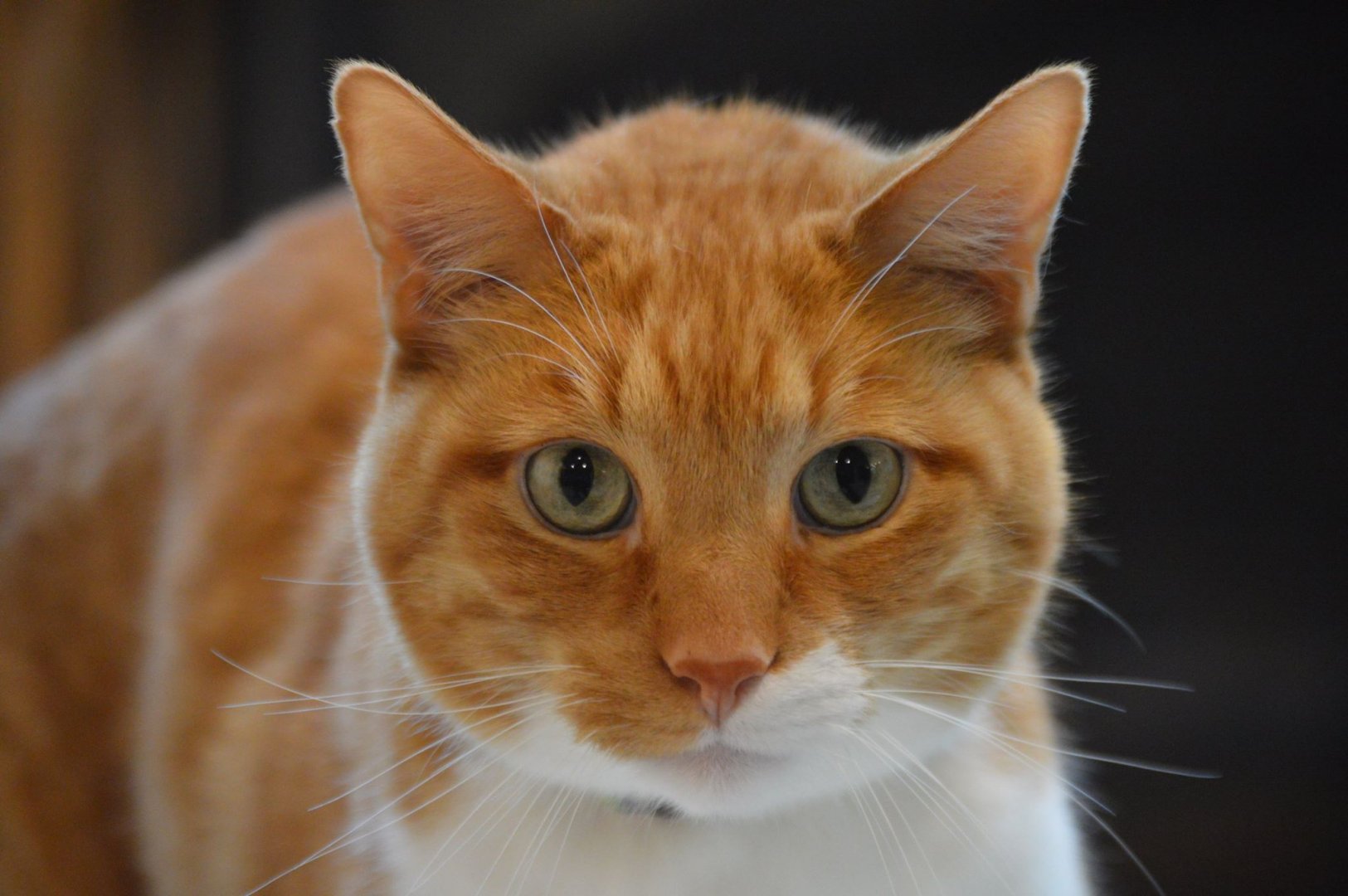 Ferris, Felis silvestris catus