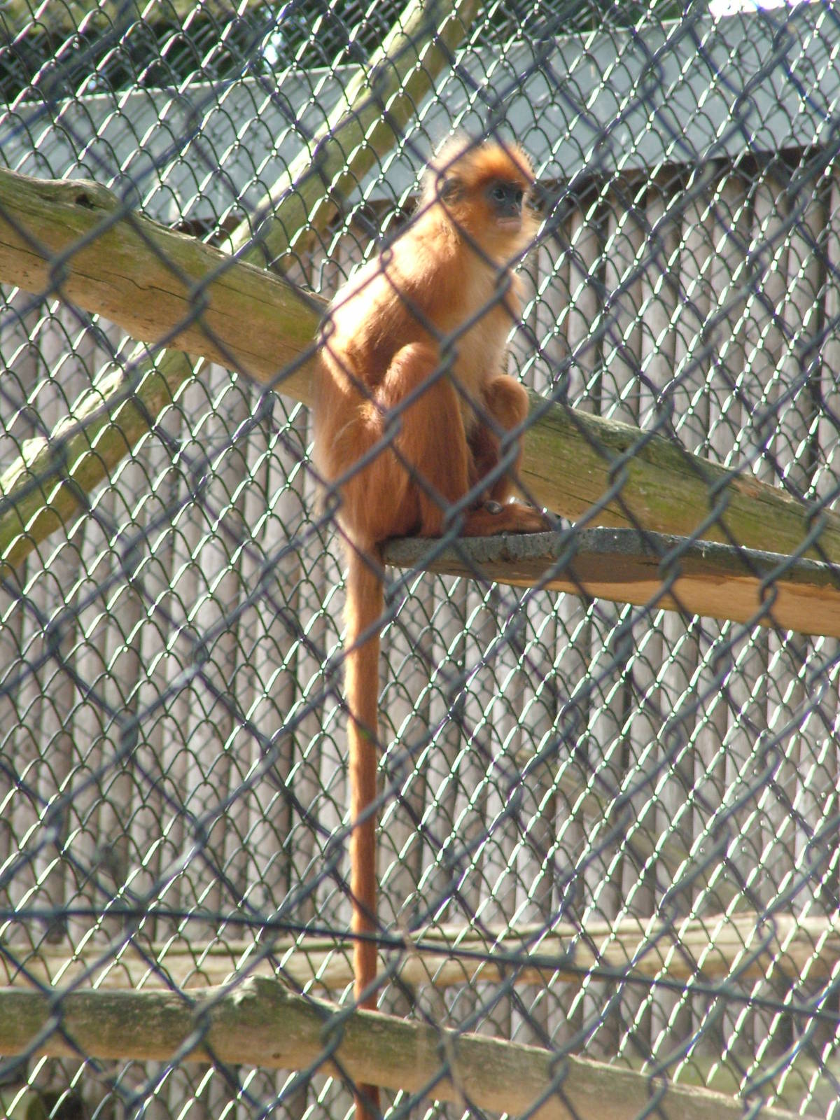 Ferruginous Banded Langur at Howletts, 31/07/10