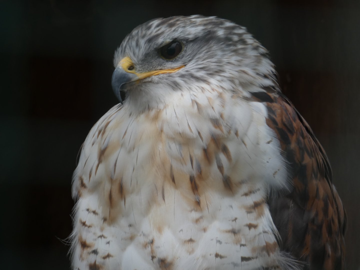 Ferruginous buzzard  (Suffolk Owl Sanctuary)