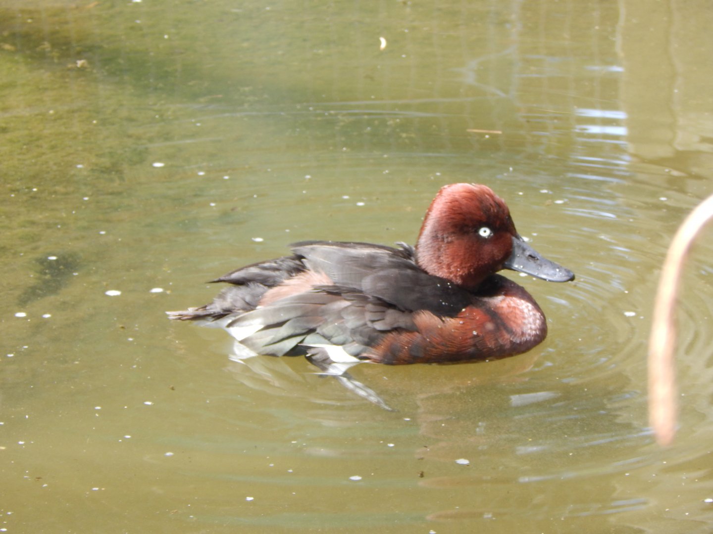 Ferruginous duck 060625