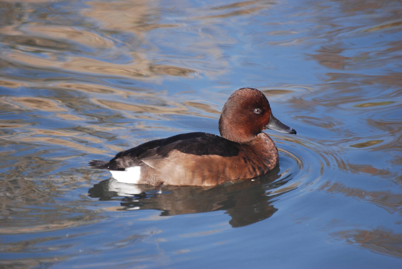 Ferruginous Duck at London WWT (Barnes), 15/11/11