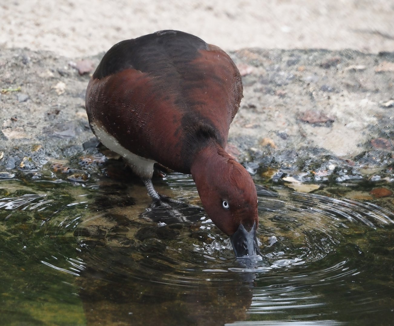Ferruginous duck (Aythya nyroca), 2024-05-21