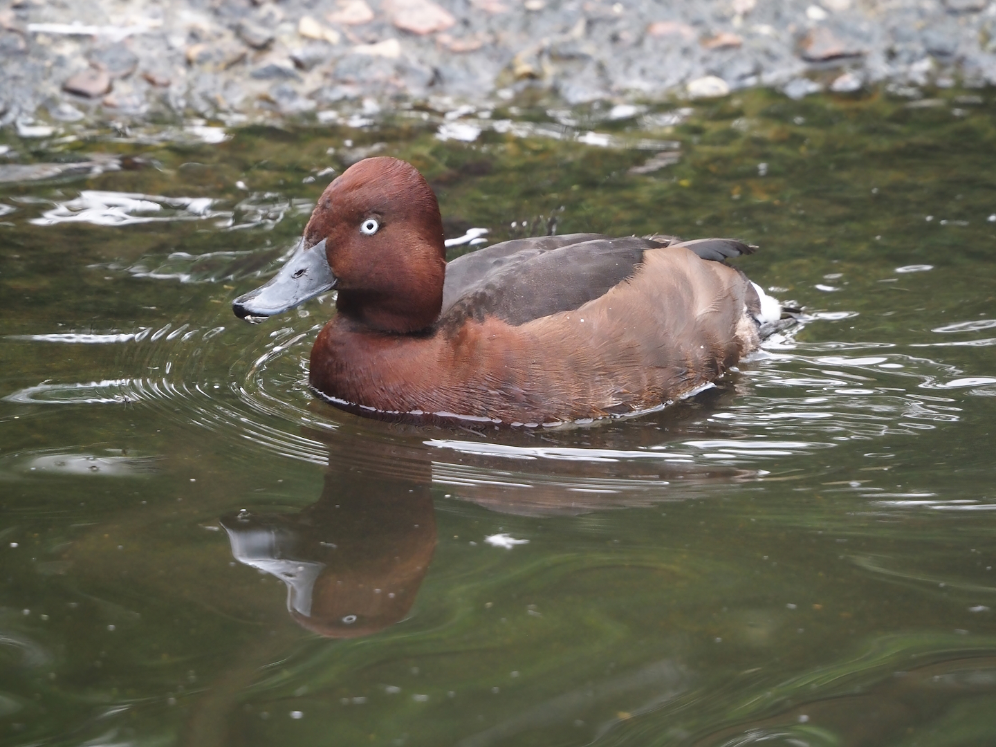 Ferruginous duck (Aythya nyroca), 2024-05-21