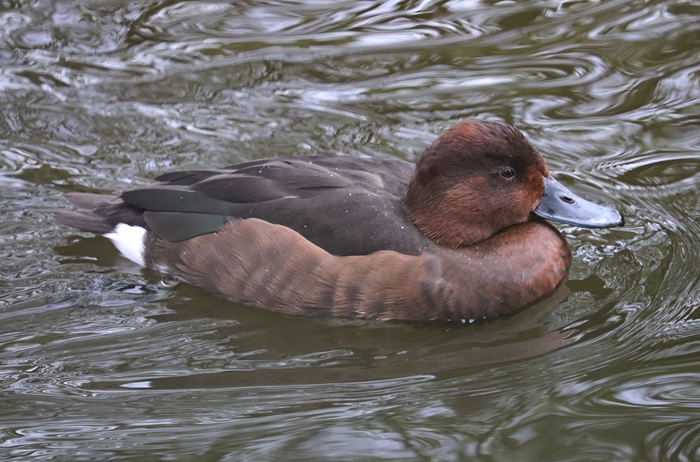 Ferruginous duck (Aythya nyroca), female