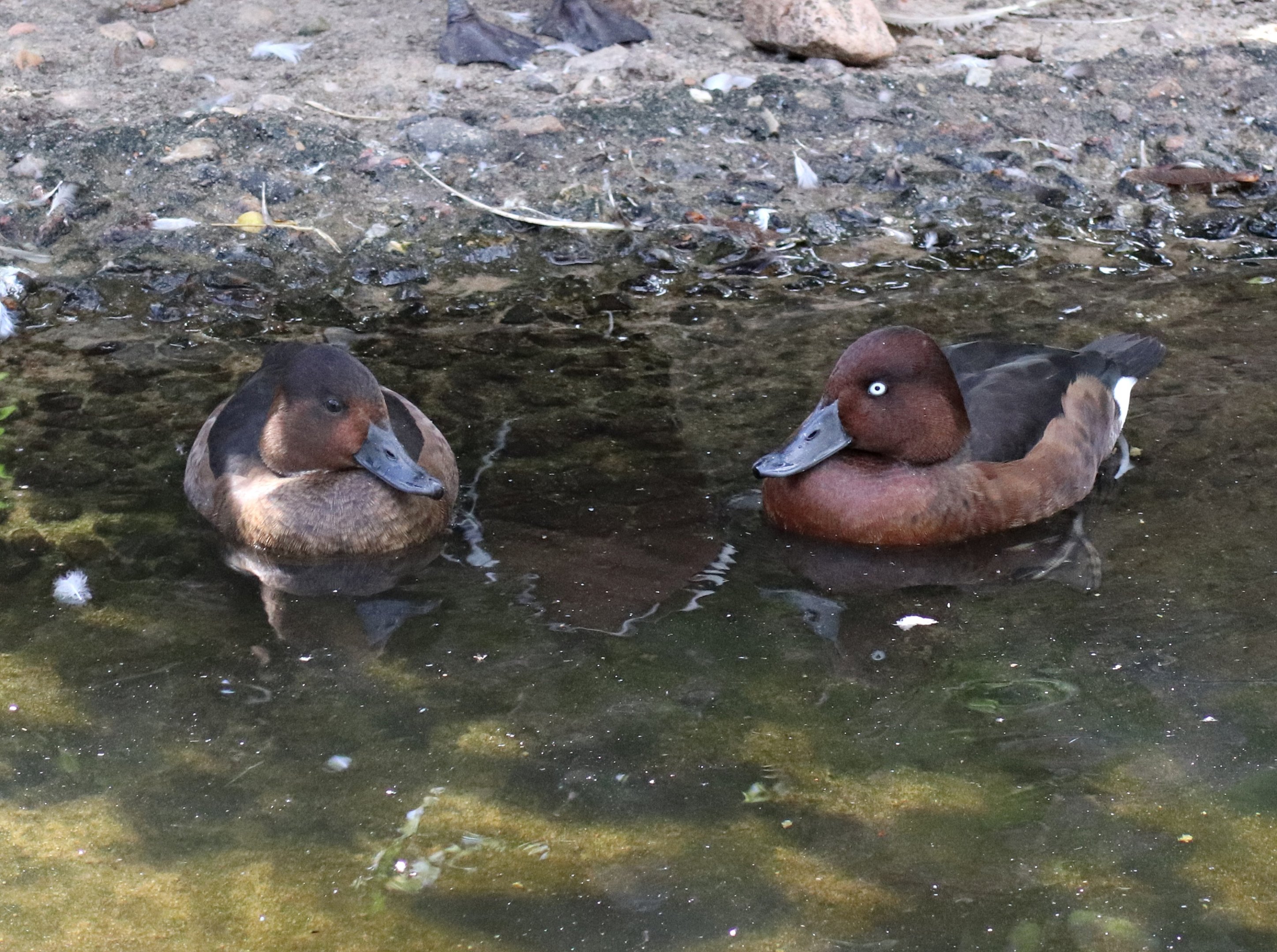 Ferruginous duck (Aythya nyroca) in the seabird aviary