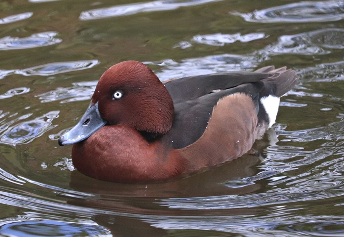 Ferruginous duck (Aythya nyroca), male