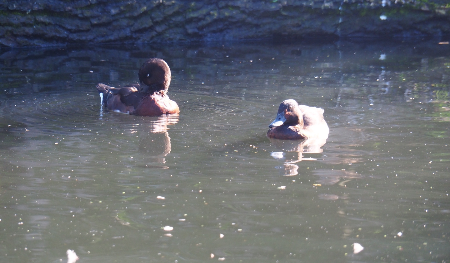 Ferruginous duck (Aythya nyroca), Oct 13th, 2018