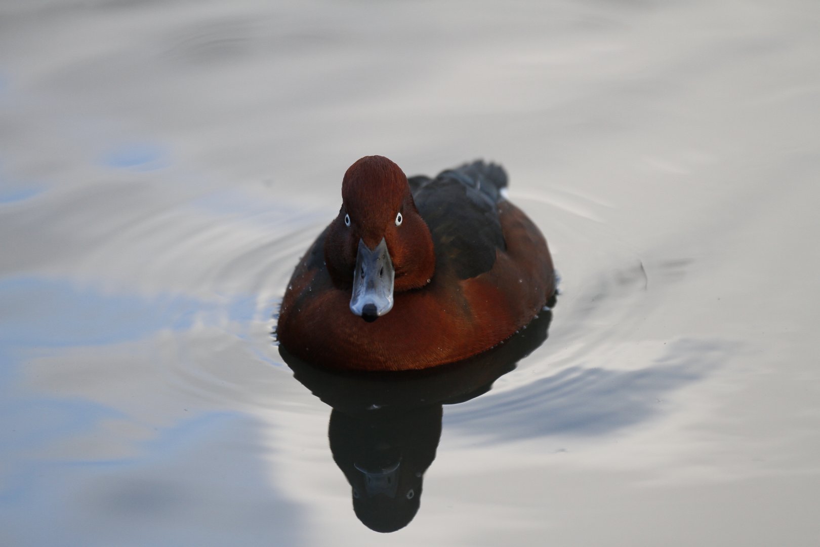 Ferruginous duck (Aythya nyroca)