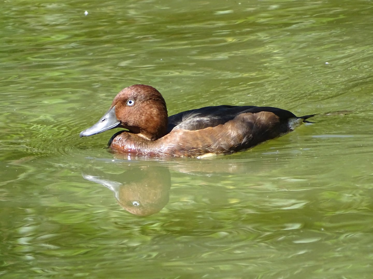 Ferruginous duck (Aythya nyroca)