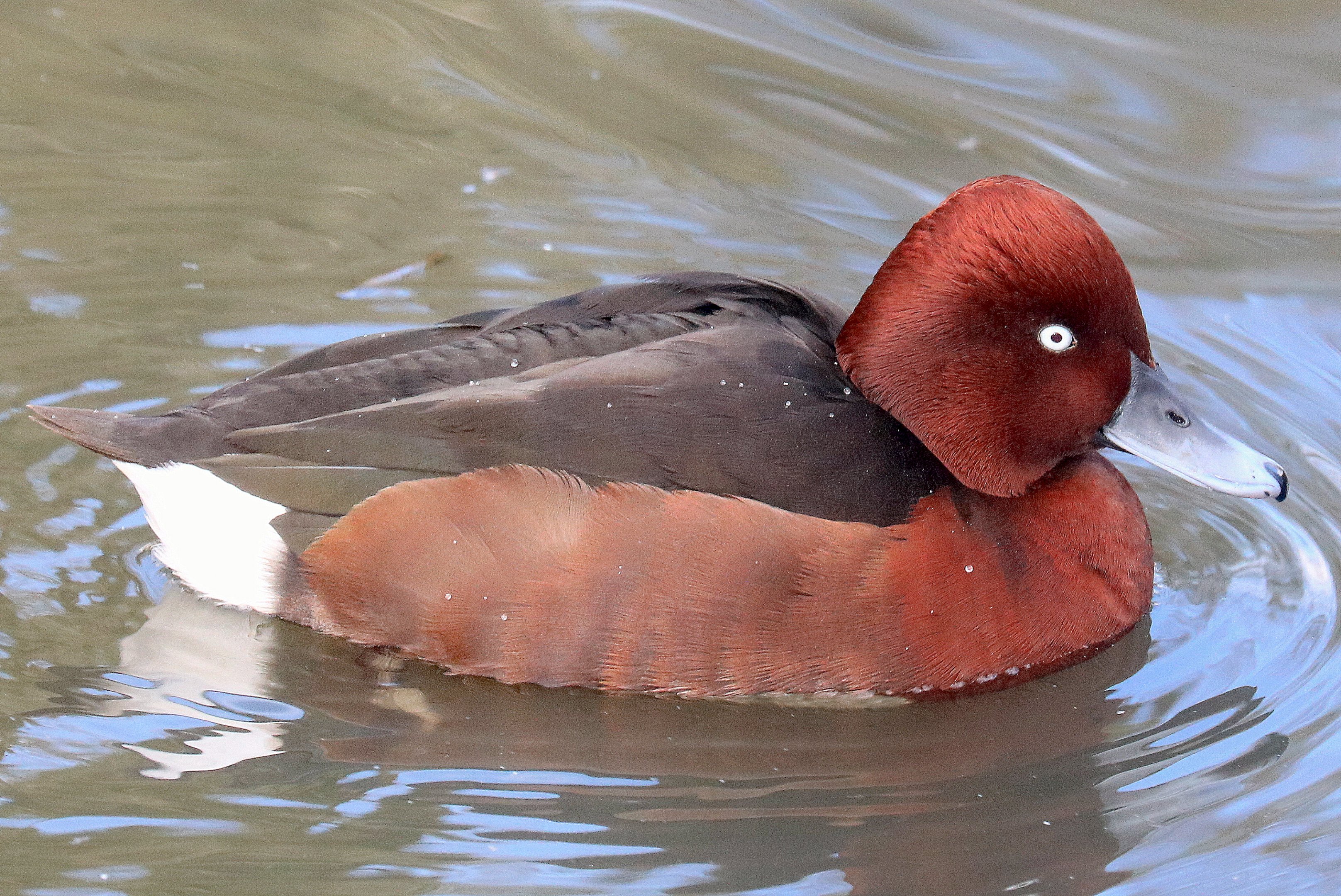 Ferruginous duck; Barnes; 13th March 2020