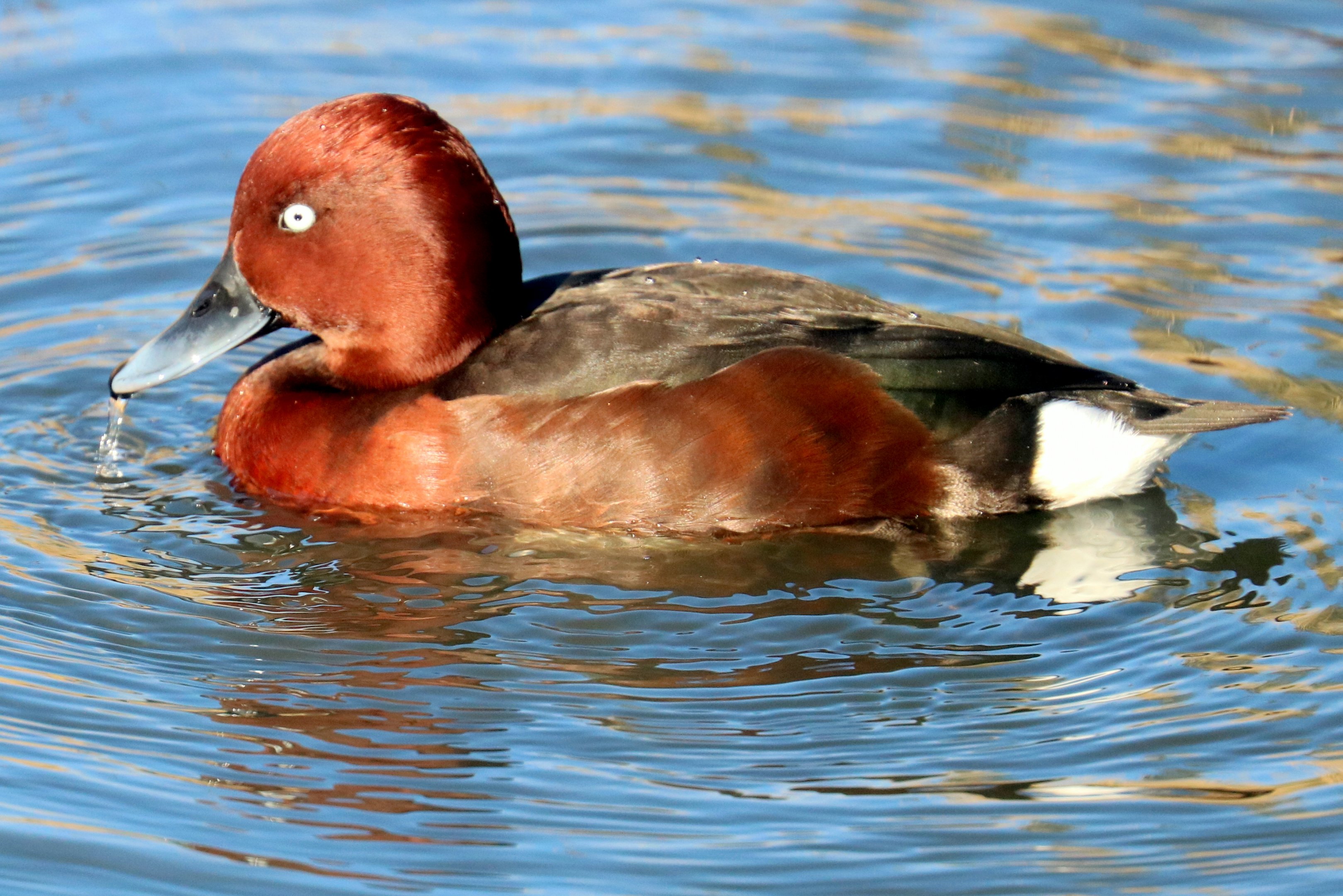 Ferruginous duck; Barnes; 19th March 2022