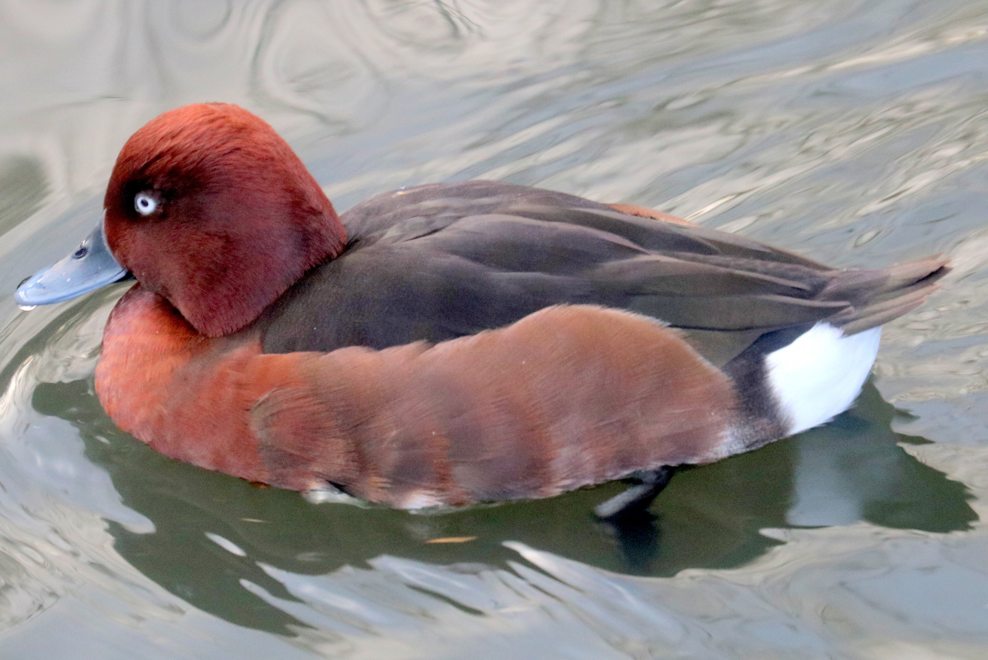 Ferruginous duck; Barnes; 1st February 2020