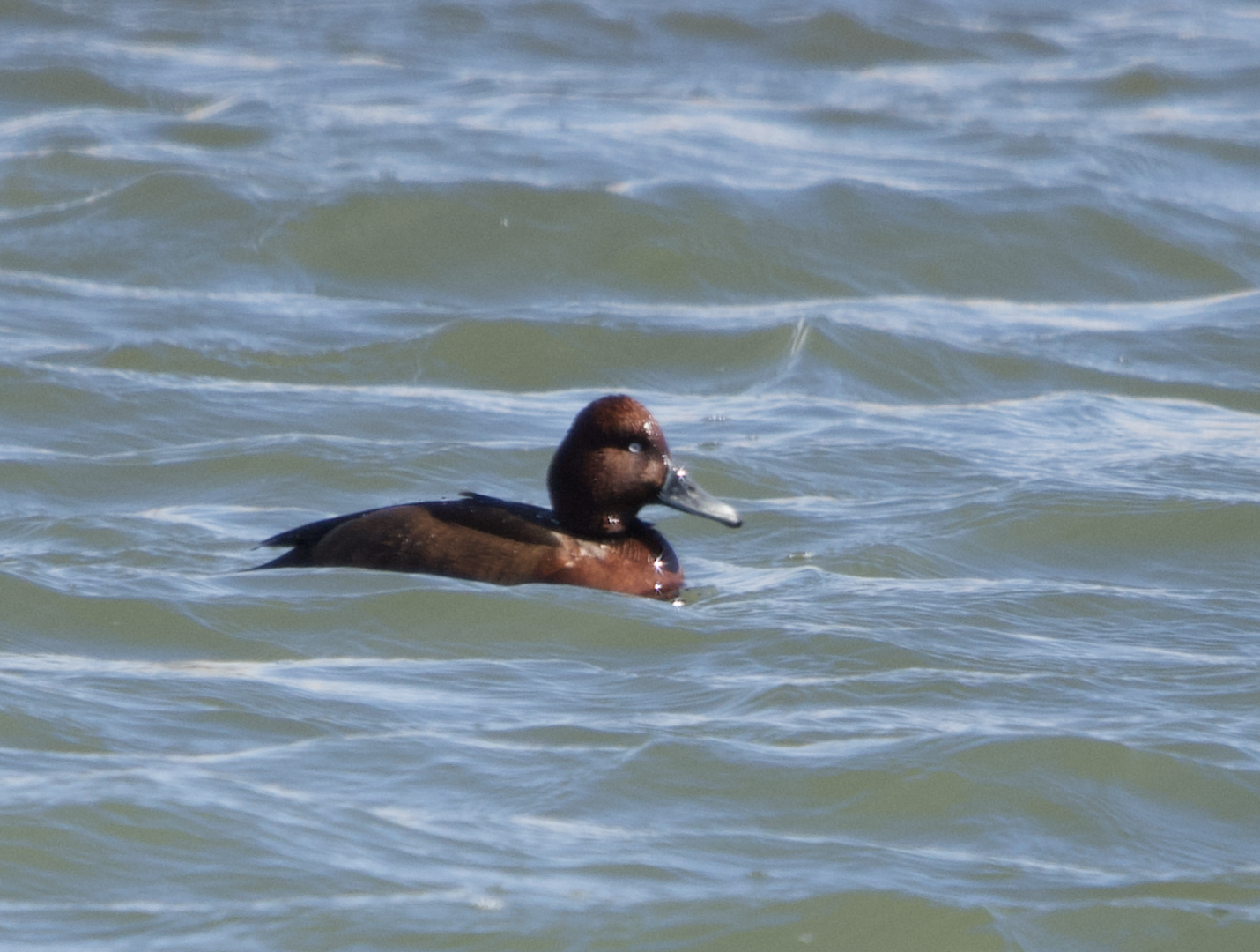 Ferruginous Duck ~ Watarase Retention Ponds