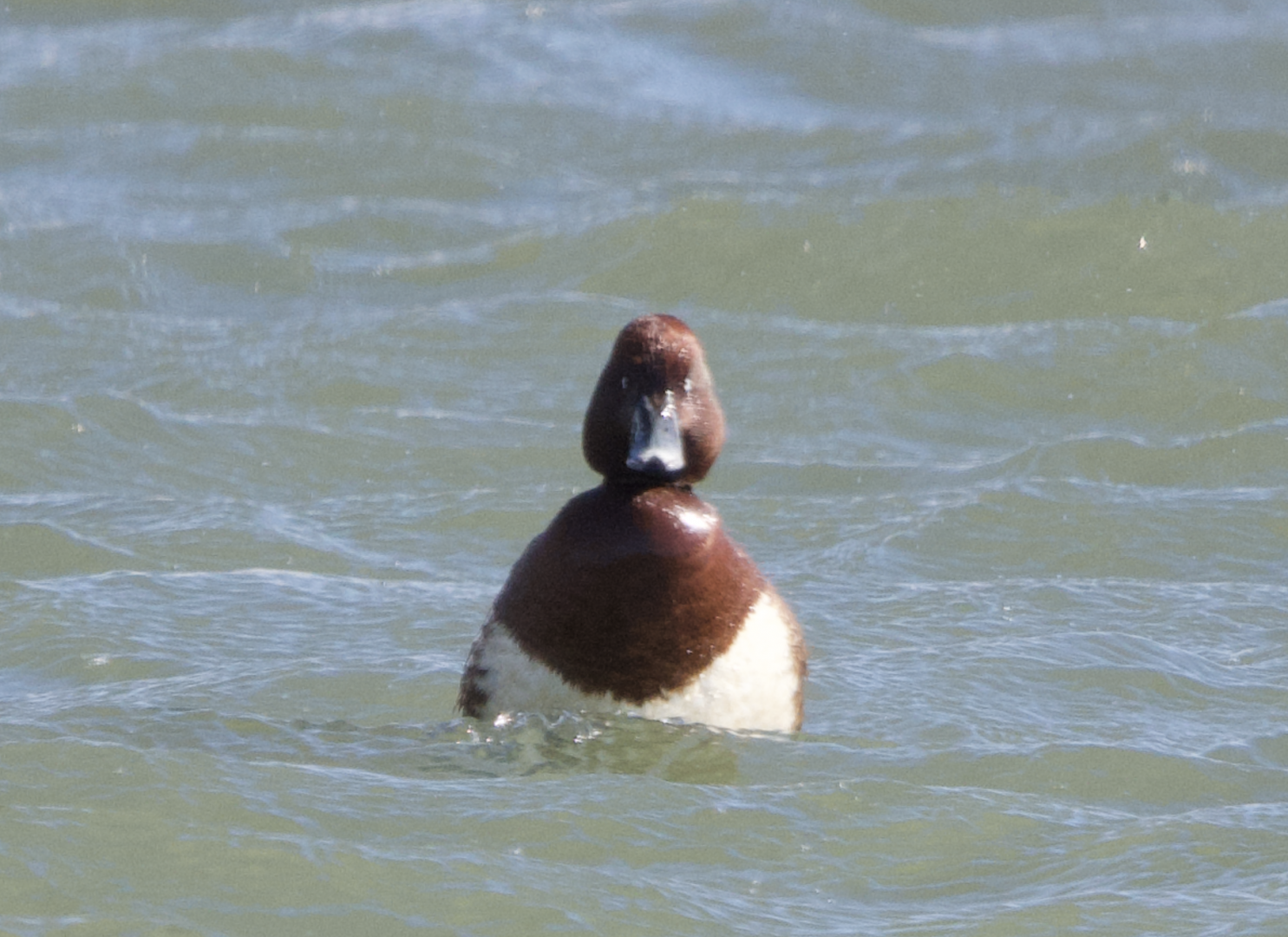 Ferruginous Duck ~ Watarase Retention Ponds