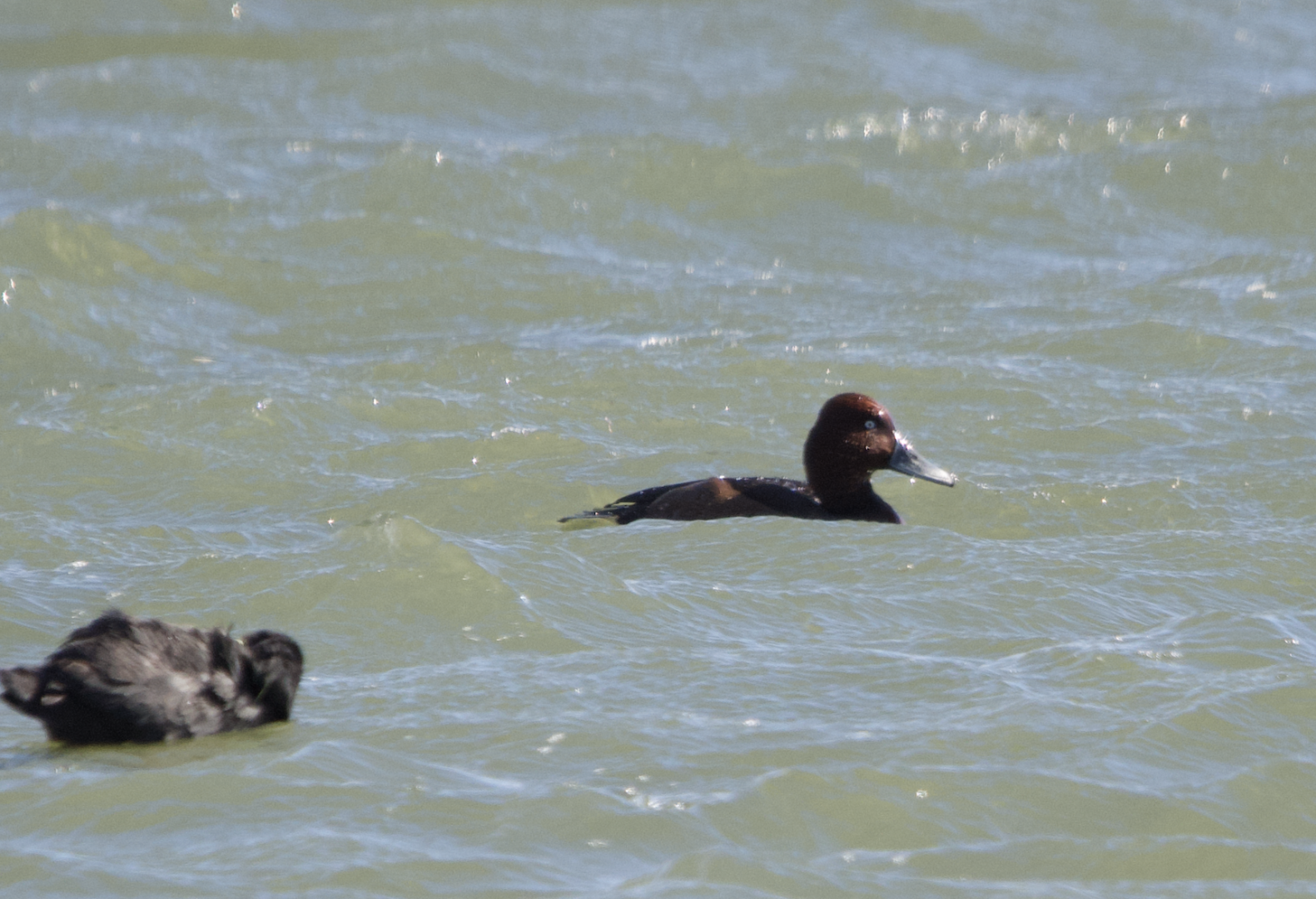 Ferruginous Duck ~ Watarase Retention Ponds