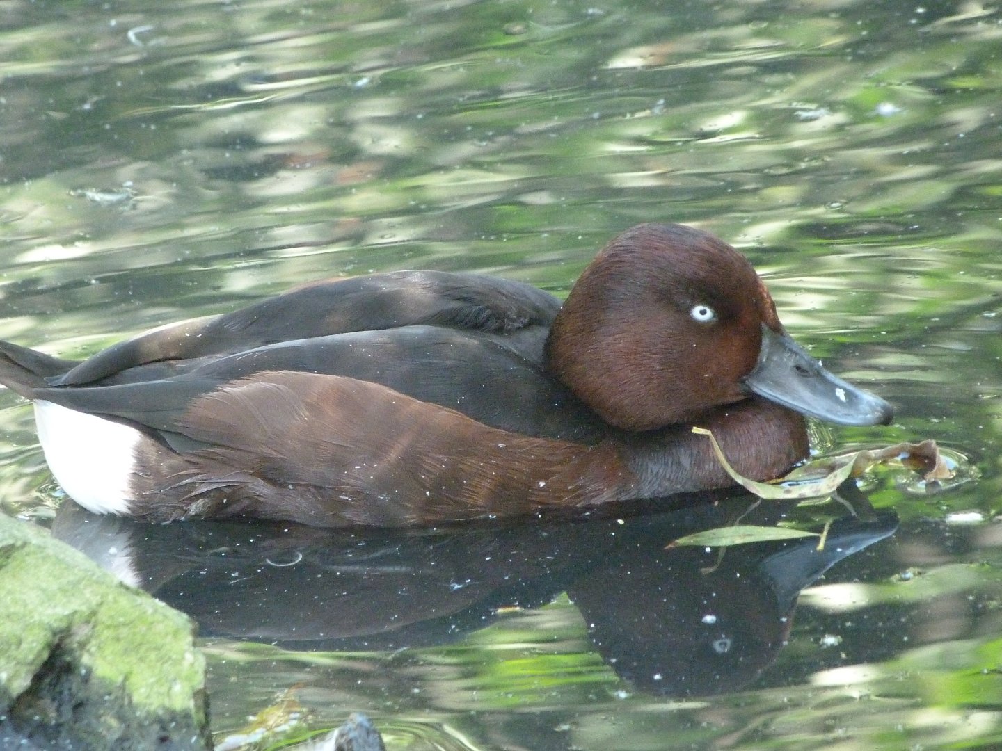 Ferruginous duck -Zoo Praha (2025)
