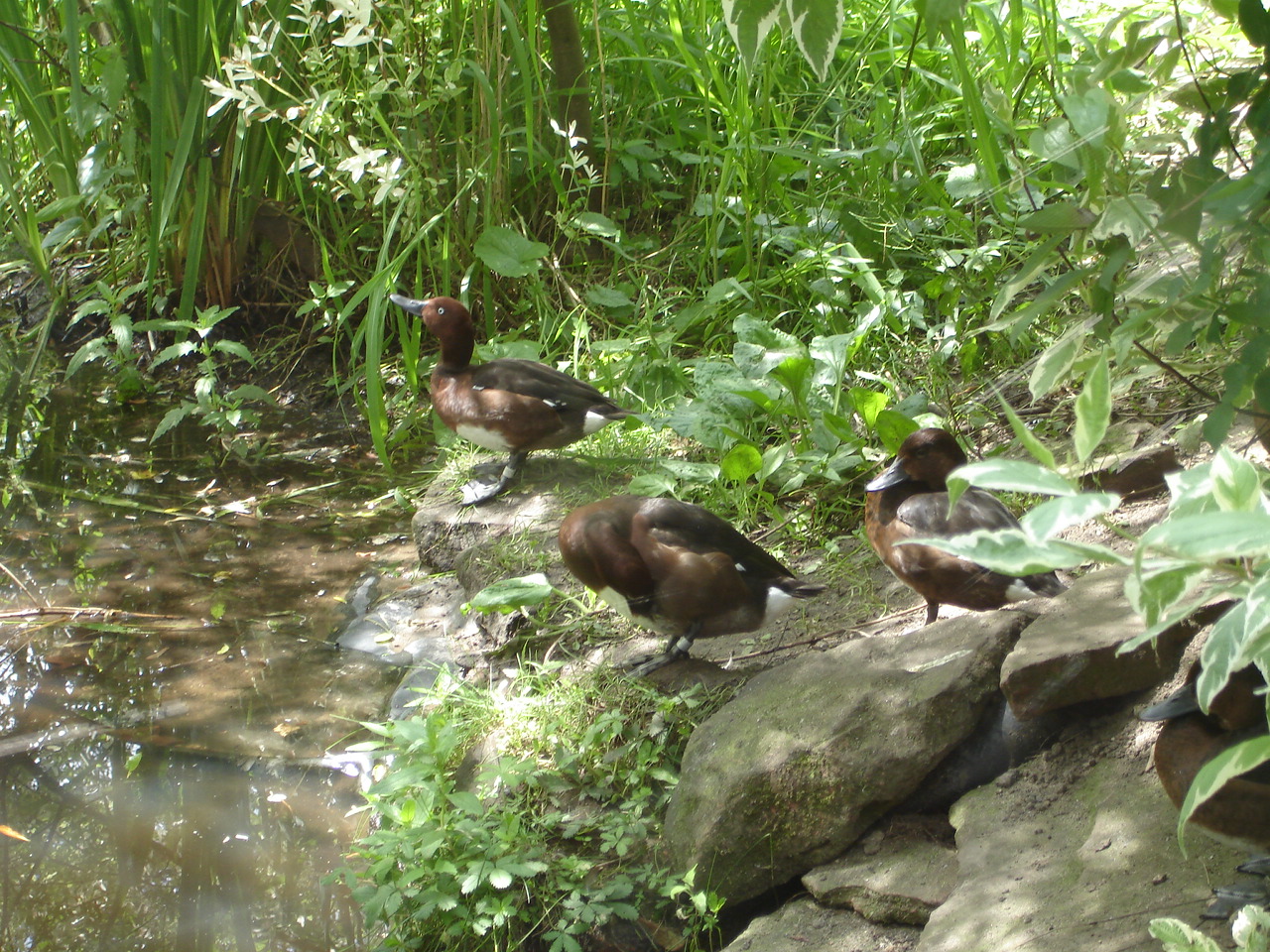 Ferruginous Duck
